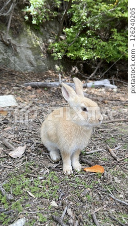 山裡可愛的小兔子 126240205