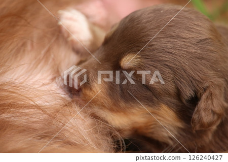 A brown puppy is sleeping on a person's lap 126240427