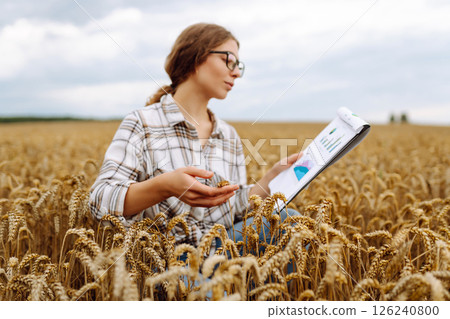 A young woman agronomist in a wheat field with a tablet in her hand checks the field. A young woman agronomist in a wheat field with a tablet in her hand checks the field. 126240800