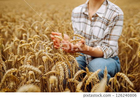 Agronomist holds ears of wheat, check quality of wheat grain. Agriculture food industry. 126240806