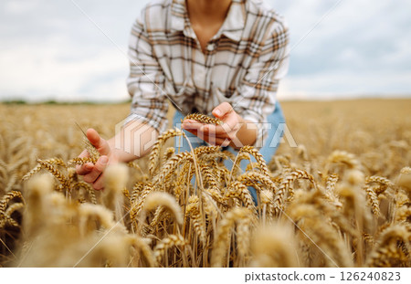 Agronomist holds ears of wheat, check quality of wheat grain. Agriculture food industry. 126240823