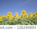 Sunflowers in midsummer. 126240893
