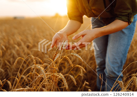 Beautiful woman farmer checks the quality of wheat. Agriculture, gardening or ecology concept. 126240914
