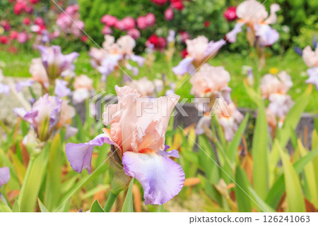 Nagai Botanical Garden German Iris Garden in full bloom Nagai Botanical Garden German Iris Garden in full bloom 126241063