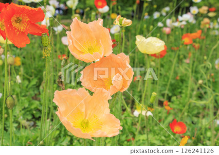 長居植物園：春天百花盛開 126241126