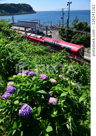 Hydrangea flowers and Echigo Tokimeki Railway Setsugekka 126241162