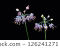 Amaryllidaceae flower 126241271