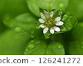 Rain-soaked chickweed flowers 126241272