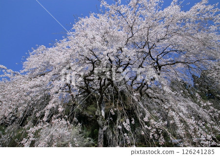 The majestic weeping cherry tree at the Nakagoe family home (Niyodogawa Town, Kochi Prefecture) The majestic weeping cherry tree at the Nakagoe family home (Niyodogawa Town, Kochi Prefecture) 126241285