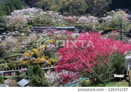 上久喜:桃花裝飾山村(高知縣仁澱川町) 上久喜:桃花裝飾山村(高知縣仁澱川町) 126241287