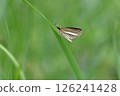 Silver Skipper, a Hesperiidae butterfly 126241428