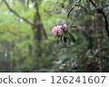 Rhododendron flowers blooming in the deep mountains 126241607