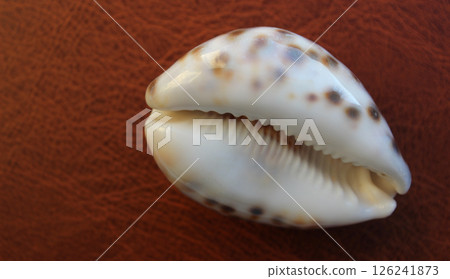 Natural Glance Spotted Cowrie Shell On Leather Surface Natural Glance Spotted Cowrie Shell On Leather Surface 126241873