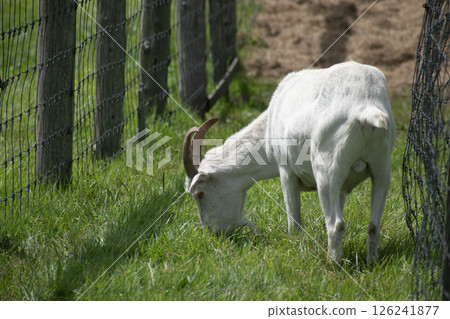 A goat nibbling on grass while taking a walk 126241877