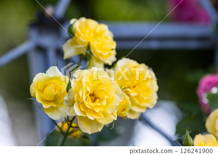 Roses at Yono Park, Saitama City, Saitama Prefecture 126241900