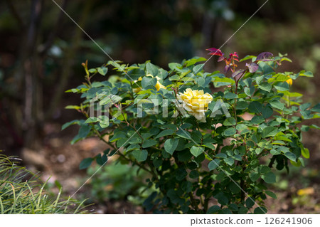 Roses at Yono Park, Saitama City, Saitama Prefecture 126241906