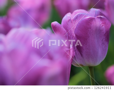 Beautiful purple tulip flowers blooming in May, "Shiun" Beautiful purple tulip flowers blooming in May, "Shiun" 126241911