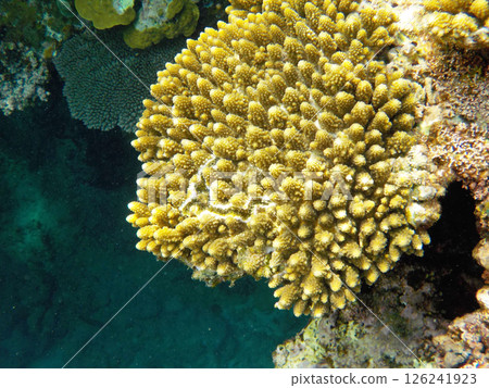 Coral (Ishigaki Island, Okinawa Prefecture) 126241923