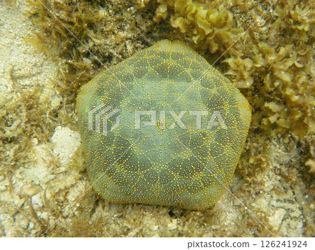 海星（沖繩縣石垣島） 126241924