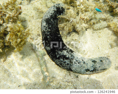 Black sea cucumber (Ishigaki Island, Okinawa Prefecture) Black sea cucumber (Ishigaki Island, Okinawa Prefecture) 126241946