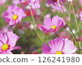 Blooming pink cosmos 126241980