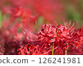 red spider lily 126241981