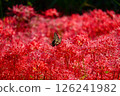 Red flowers and swallowtail butterfly 126241982