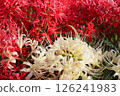 White cluster amaryllis 126241983