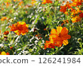 Orange zinnia flowers in bloom 126241984