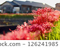 A cluster amaryllis along the river 126241985