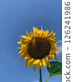 Sunflower in the blue sky 126241986