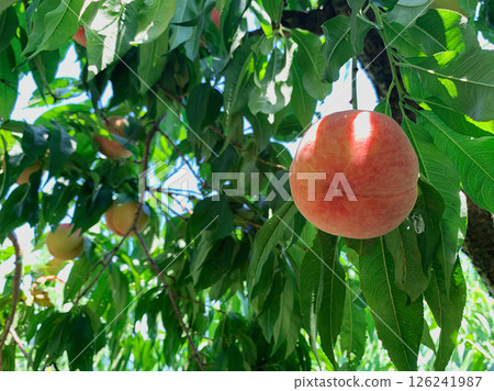 樹木環繞的道路 126241987