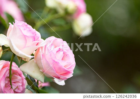 Roses at Yono Park, Saitama City, Saitama Prefecture 126242036