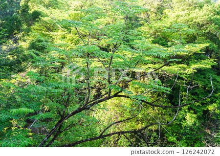 Auberge Tosayama (A Satoyama Inn in Kochi City, Kochi Prefecture) 126242072