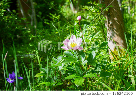 Auberge Tosayama（高知縣高知市的里山旅館） 126242100