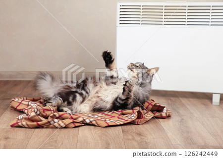 Cute cat near electric heater at home. Space for text Cute cat near electric heater at home. Space for text 126242449