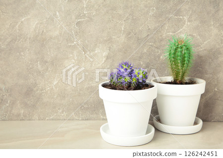 Minimal green and purple cactus houseplant on grey concrete background 126242451