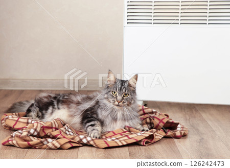 Cute cat near electric heater at home. Space for text 126242473