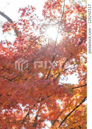 Autumn leaves at Ikuta Shrine Autumn leaves at Ikuta Shrine 126242517