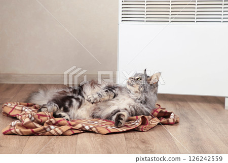 Cute cat near electric heater at home. Space for text Cute cat near electric heater at home. Space for text 126242559