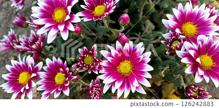 Pink with white Chrysanthemums. Floral background of autumn pink chrysanthemums. Pink with white Chrysanthemums. Floral background of autumn pink chrysanthemums. 126242883