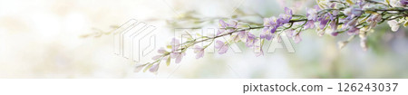 Wisteria branch with purple flowers in airy sunlight, perfect for backgrounds 126243037