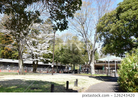 橫濱兒童自然公園的小型動物園和盛開的櫻花 橫濱兒童自然公園的小型動物園和盛開的櫻花 126243420