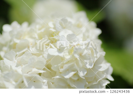 純白色雪鈴花 126243436