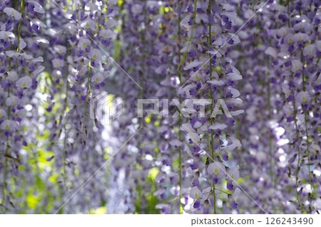 Wisteria trellis at Kanahebisui Shrine Wisteria trellis at Kanahebisui Shrine 126243490