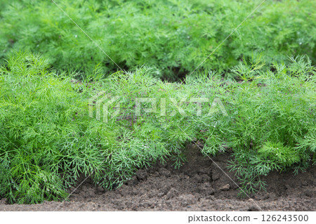 Fresh dill plant growing in the garden, with copy space. Fresh dill plant growing in the garden, with copy space. 126243500