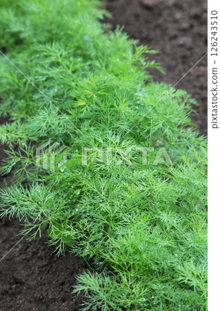 Fresh dill plant growing in the garden, with copy space. Vertical photo 126243510