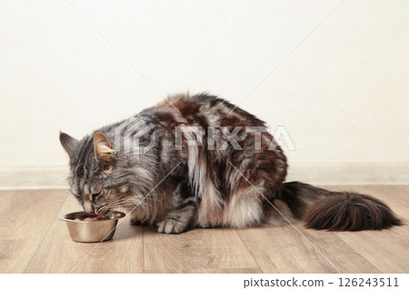 Grey cat eating wet food from aluminum container on floor kitchen tiles background. Hungry kitty licking muzzle,feeling pleasure from food. 126243511