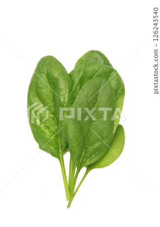 Bunch of fresh green spinach leaves on isolated background Bunch of fresh green spinach leaves on isolated background 126243540