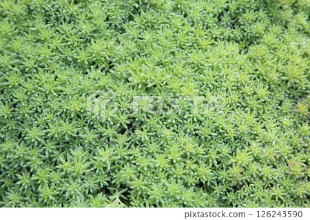 Sedum plant, Natural background of green leaves. 126243590